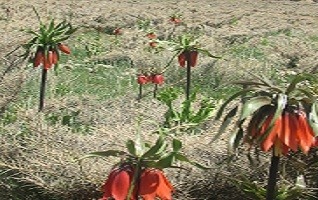 اردوی فرهنگی تفریحی خوانسار گلپایگان ویژه دانشجویان دختر دانشگاه کاشان