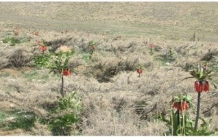 برگزاری اردوی یکروزه تفریحی خوانسار- گلپایگان