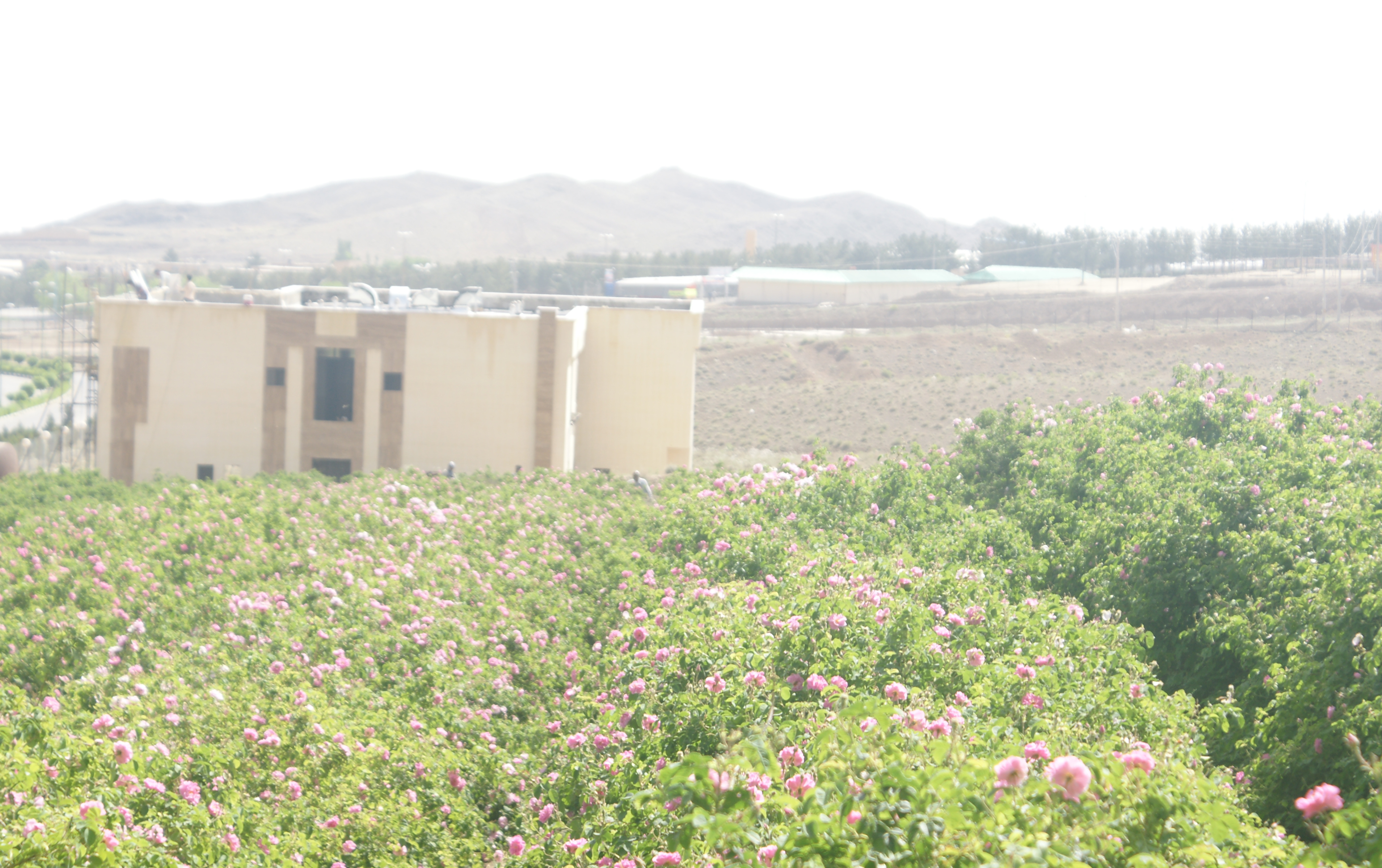 essential oils research institute
