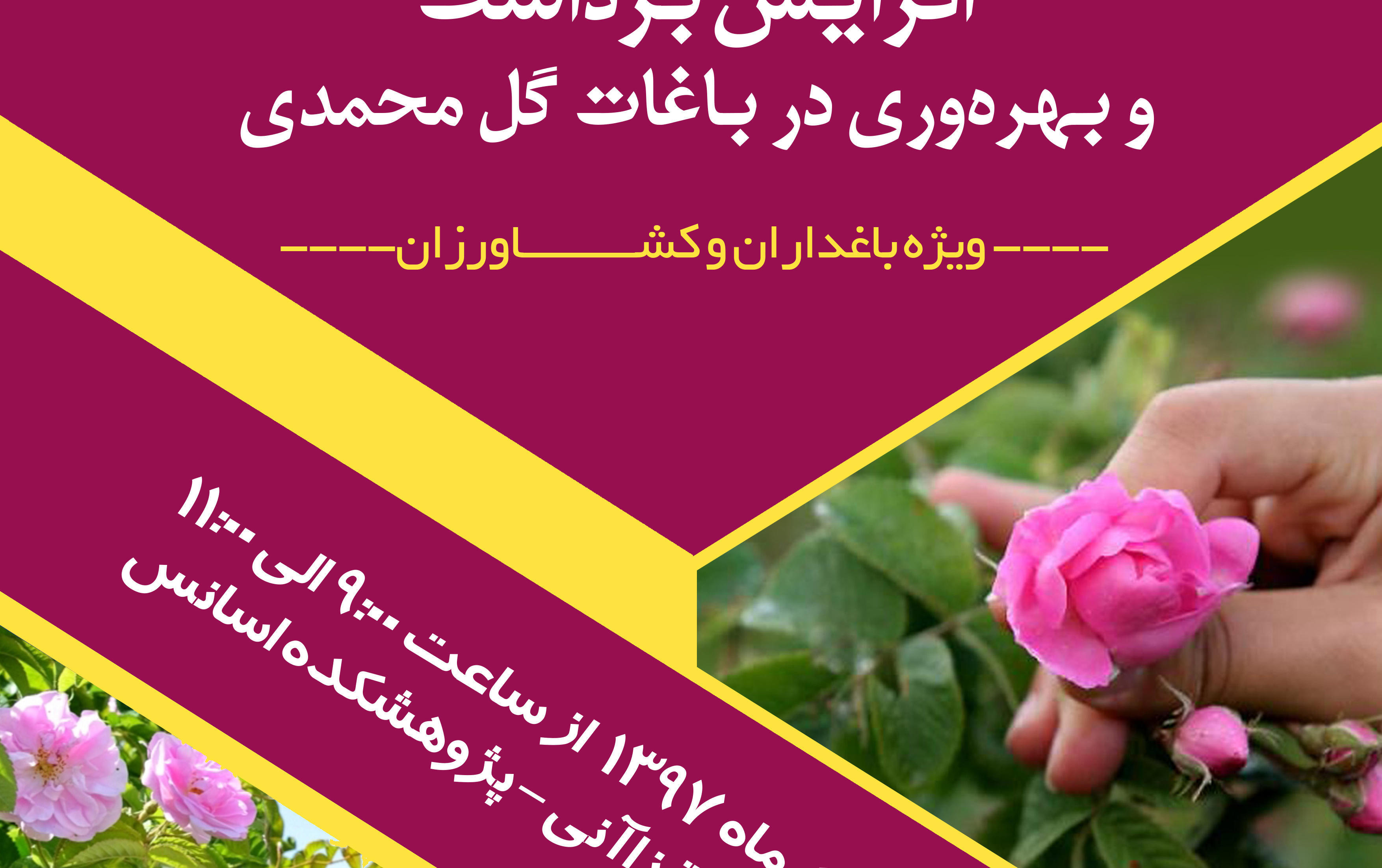 کارگاه آموزشی افزایش برداشت بهره وری باغات گل محمدی برگزار شد.