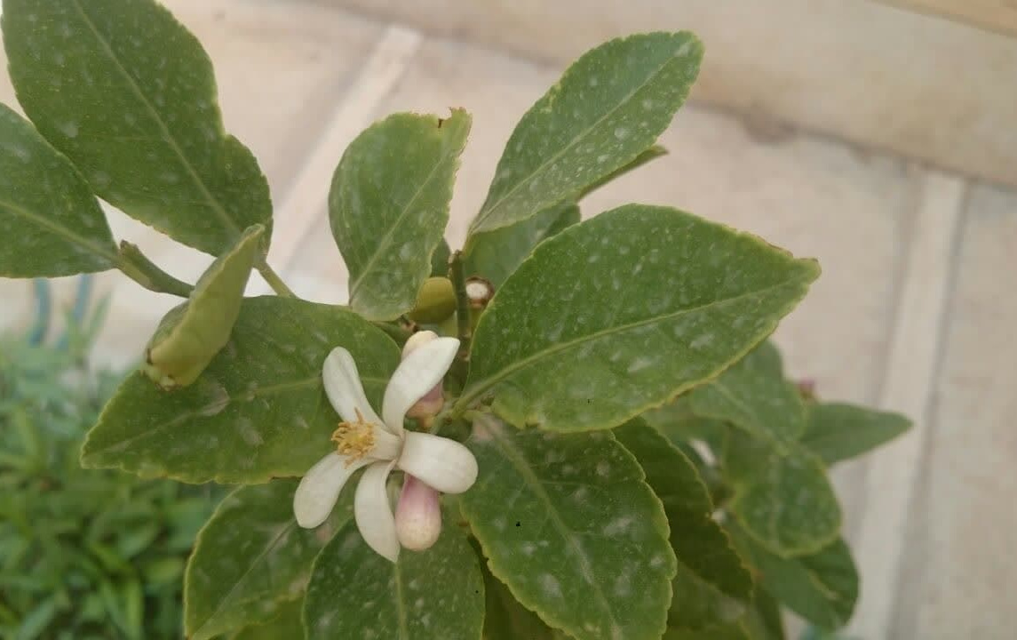 اولین شکوفه بهار نارنج