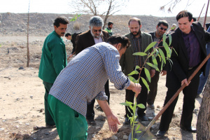 کارکنان دانشگاه کاشان ۵۰۰ اصله نهال غرس کردند