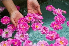 کشف روش نگهداری و انبارداری گل محمدی تازه در پژوهشکده اسانس های طبیعی قمصر