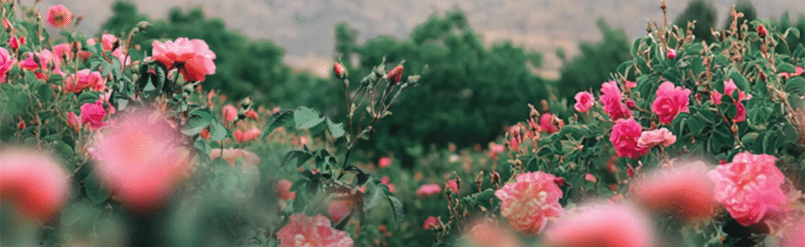 خبری در  راه است