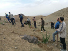 گزارش تصویری کاشت درخت کارکنان دانشگاه کاشان در دامنه کرکس